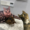 Photo Custom Shape Pillow Case DIY Pet Cushion